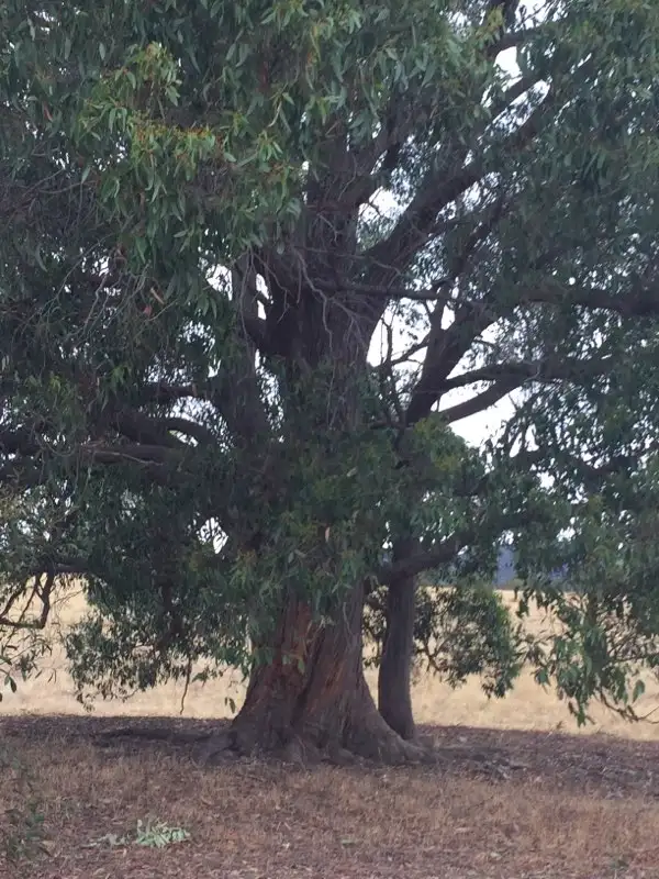 Fifth view of Homely rural property listing, 5098 ( Lot 2 ) Stawell Avoca Road, Moonambel VIC 3478