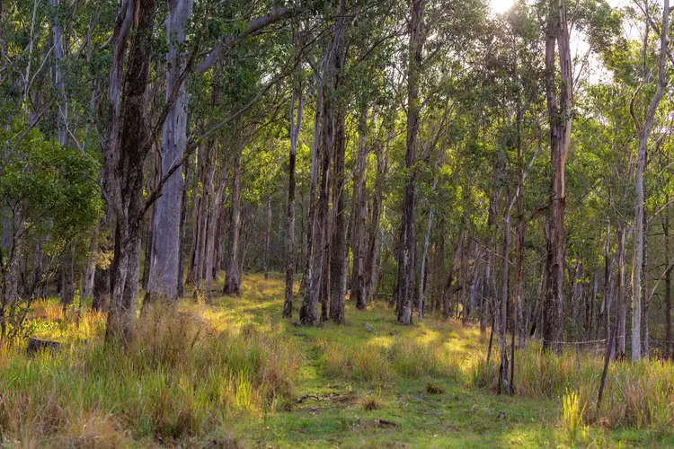 Third view of Homely rural property listing, 188 Enfield Range Road, Cooplacurripa NSW 2424