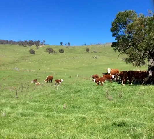 Sixth view of Homely rural property listing, 85 Tice's Road, Omeo VIC 3898