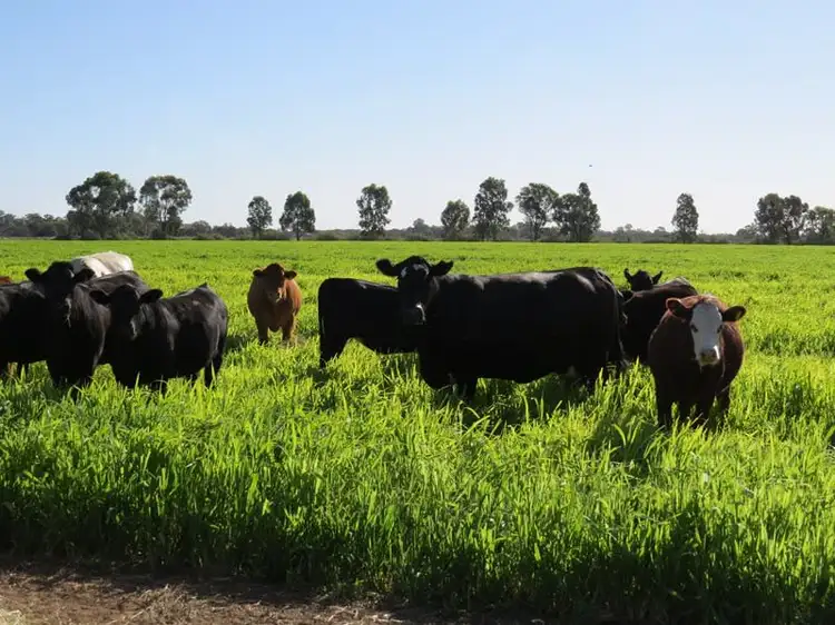 Second view of Homely rural property listing, 73 Maws Road, Deniliquin NSW 2710