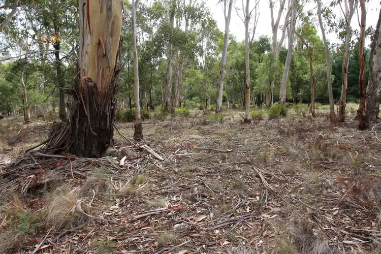 Second view of Homely rural property listing, Lot 14, 1238 Sunny Corner Road, Sunny Corner NSW 2795