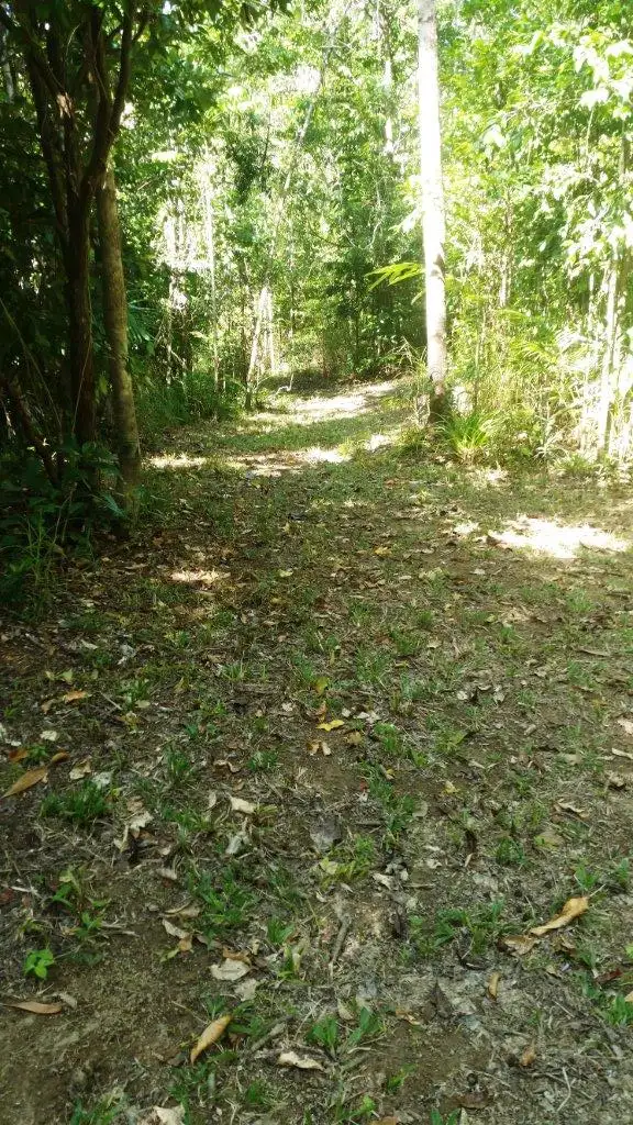 Seventh view of Homely land listing, Lot 2 (2066) Cape Tribulation Road, Daintree QLD 4873