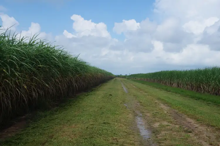 Third view of Homely rural property listing, 917 Up river Road, Proserpine QLD 4800