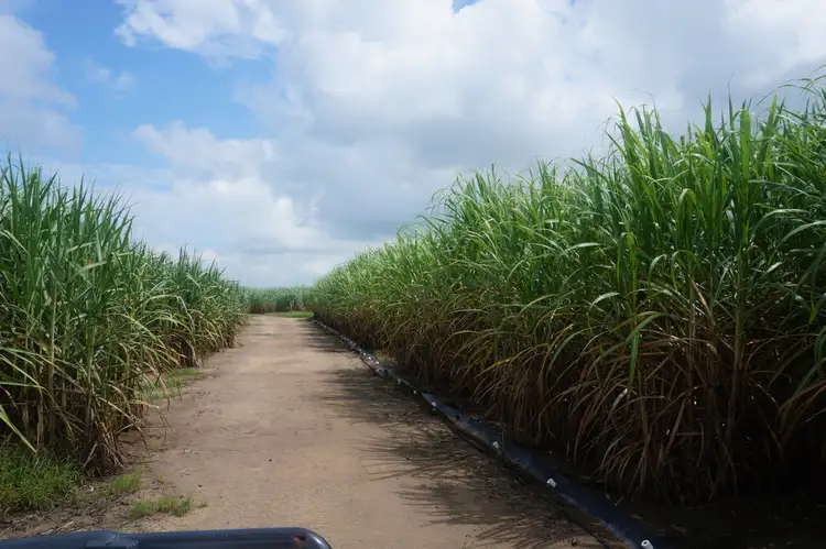 Seventh view of Homely rural property listing, 917 Up river Road, Proserpine QLD 4800