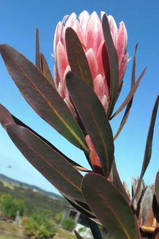 Third view of Homely rural property listing, 395 Back Corringle Road, Orbost VIC 3888