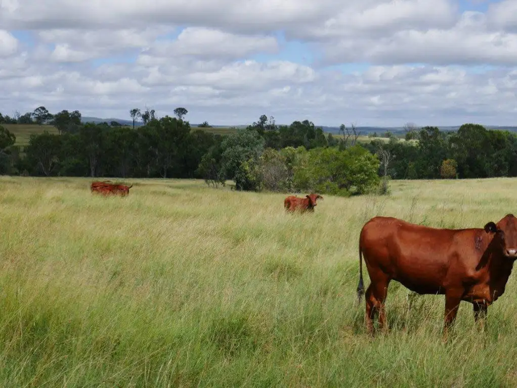Main view of Homely rural property listing, 1128 ACRES CATTLE GRAZING, Wilkesdale QLD 4608