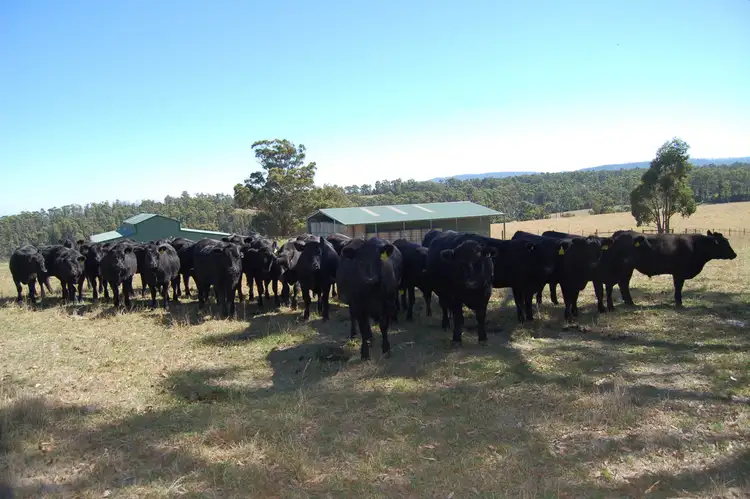 Second view of Homely rural property listing, 160 Coombs Road, Kinglake West VIC 3757