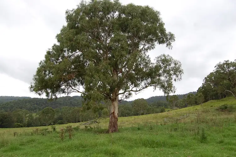 Sixth view of Homely rural property listing, 544 Duck Creek Rd, Old Bonalbo NSW 2469