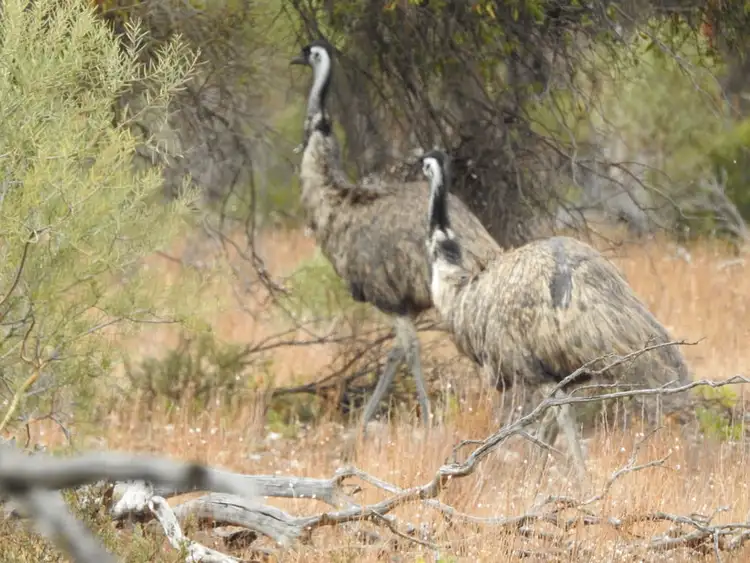 Third view of Homely rural property listing, Lot 132 Old Coach Road, Blanchetown SA 5357