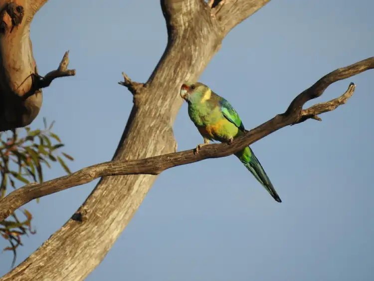 Fifth view of Homely rural property listing, Lot 132 Old Coach Road, Blanchetown SA 5357