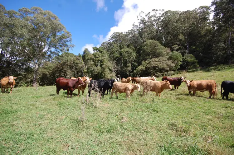 Seventh view of Homely rural property listing, 6101 Waterfall Way, Dorrigo NSW 2453