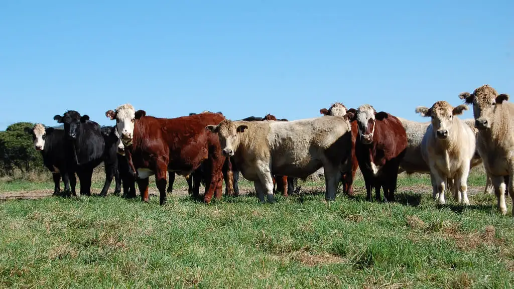 Main view of Homely rural property listing, 6897 Waterfall Way, Dorrigo NSW 2453