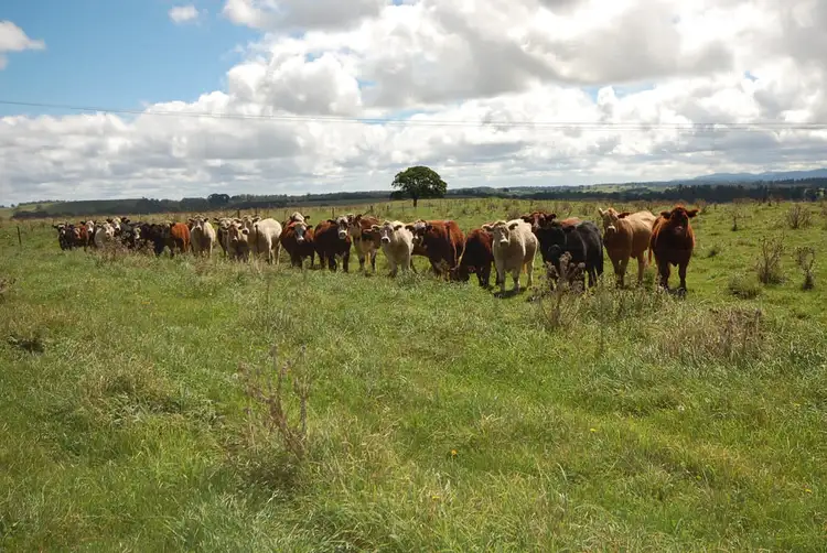 Third view of Homely rural property listing, 6897 Waterfall Way, Dorrigo NSW 2453