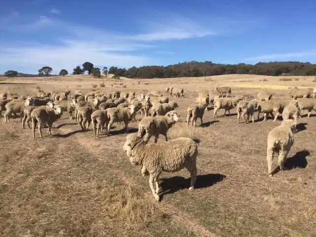 Main view of Homely rural property listing, 95 Morris Lane, Moonambel VIC 3478