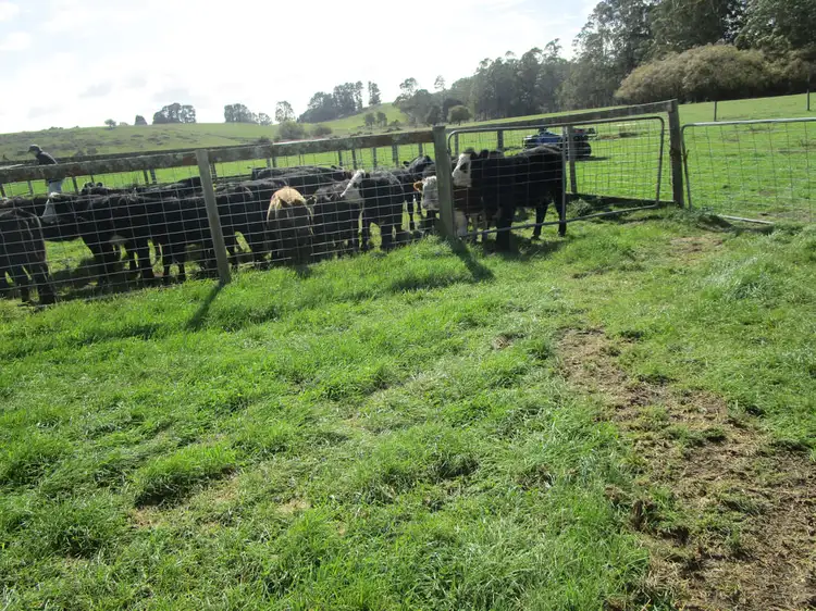 Fifth view of Homely rural property listing, 993 Weegena Road, Weegena TAS 7304