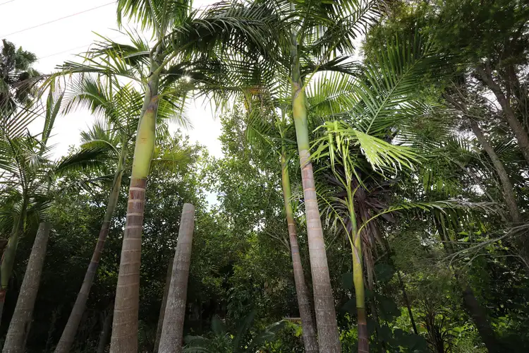 Fifth view of Homely house listing, Lot 1, 24 Cecil Street, Nimbin NSW 2480