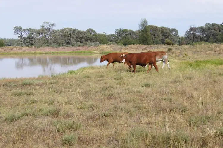 1043 ACRES BRIGALOW/BELAH, Tara QLD 4421