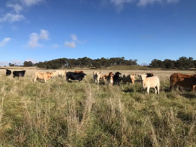 700 Bagot Road, Guyra NSW 2365