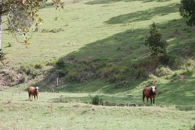 Third view of Homely rural property listing, 165 Ryans Creek Road, Mummulgum NSW 2469