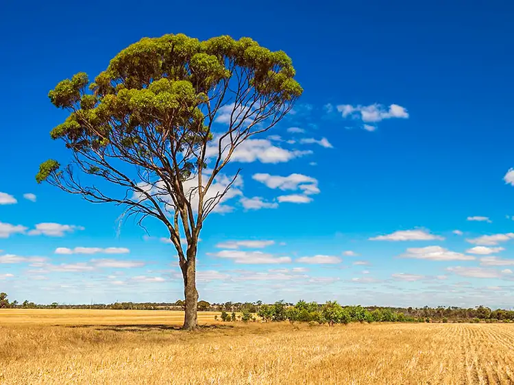 1140 Ranford Road, Katanning WA 6317