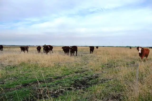 Sixth view of Homely rural property listing, 187 Kiely Road, Tantanoola SA 5280