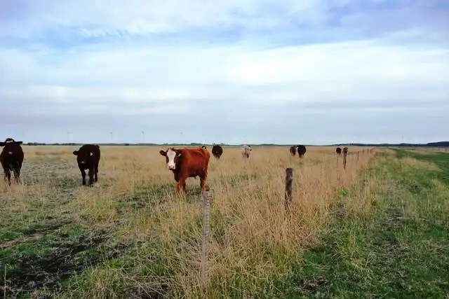 Seventh view of Homely rural property listing, 187 Kiely Road, Tantanoola SA 5280