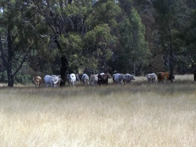 Second view of Homely rural property listing, 499 Scotts Lane, Nanango QLD 4615