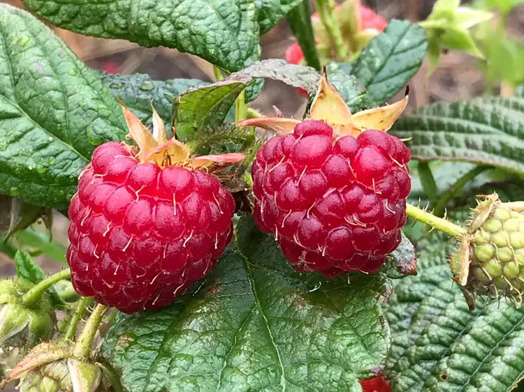 Second view of Homely land listing, 4 Riverdown Court, Forcett TAS 7173