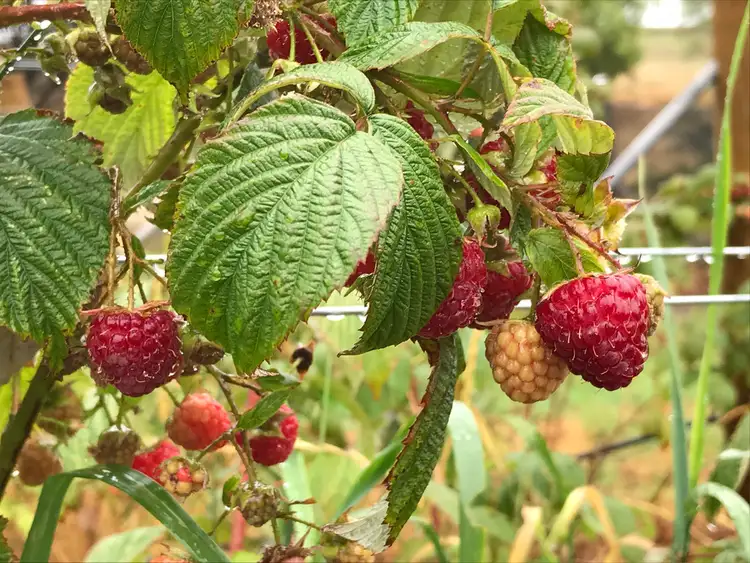 Sixth view of Homely land listing, 4 Riverdown Court, Forcett TAS 7173