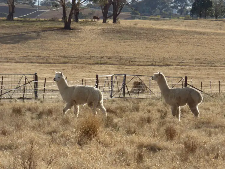 Third view of Homely rural property listing, 134 Wambanumba Drive, Young NSW 2594