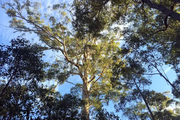 Third view of Homely land listing, Lot 46 KARRI LANE, Quinninup WA 6258