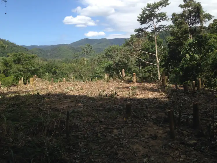 Fourth view of Homely rural property listing, 3326 Bloomfield Road, Bloomfield QLD 4895