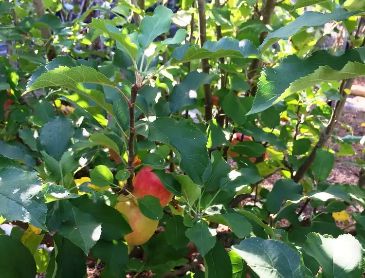 Seventh view of Homely house listing, 33 Jacaranda Crescent, Margaret River WA 6285