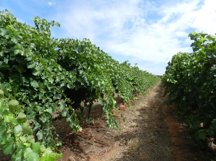 Third view of Homely rural property listing, 278 Kingston Road, Moorook SA 5332