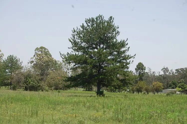 Fourth view of Homely rural property listing, Lot 5, 785-865 Busbys Flat Road, Leeville NSW 2470