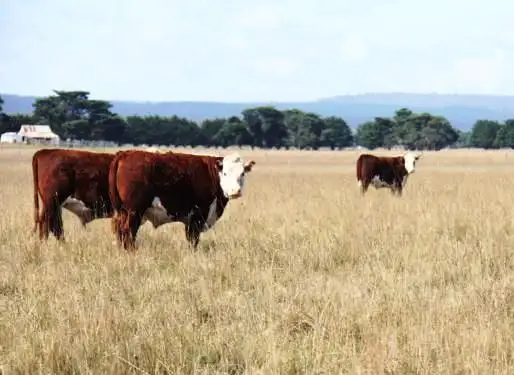 Main view of Homely rural property listing, 160 Hopkins Road, Fulham VIC 3851