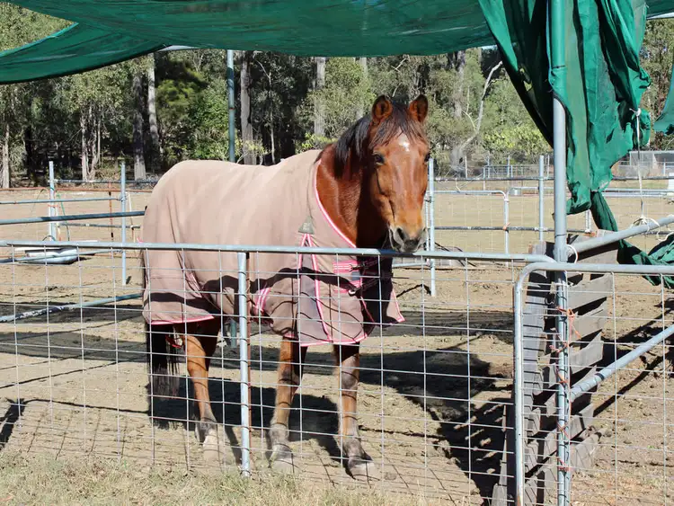 Sixth view of Homely house listing, 132 Redwood Circle, Jimboomba QLD 4280