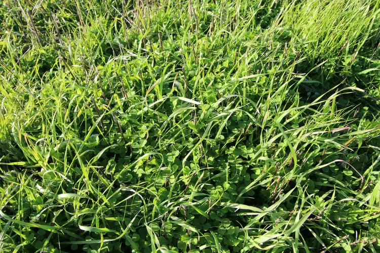 Sixth view of Homely rural property listing, Lot 429 Hazels Road, Naracoorte SA 5271