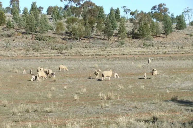 Fourth view of Homely rural property listing, 1089 O'Keeffes Road, Rankins Springs NSW 2669