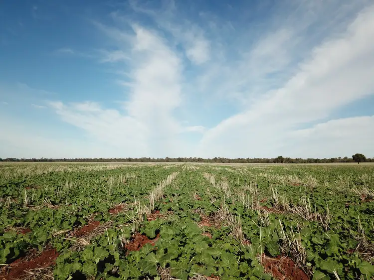 275 McMahons Lane, West Wyalong NSW 2671