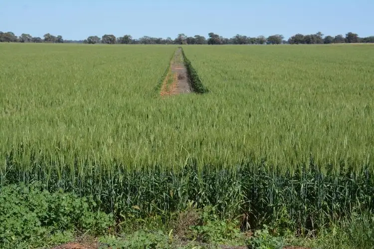 Main view of Homely rural property listing, 'Ascot' RMB 185 Hetherington Road, Deniliquin NSW 2710