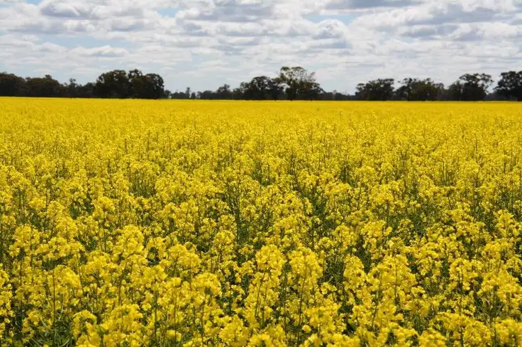 Second view of Homely rural property listing, 'Ascot' RMB 185 Hetherington Road, Deniliquin NSW 2710