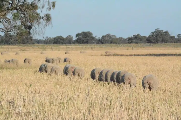 Third view of Homely rural property listing, 'Ascot' RMB 185 Hetherington Road, Deniliquin NSW 2710
