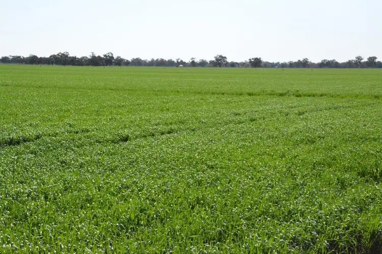 Fourth view of Homely rural property listing, 'Ascot' RMB 185 Hetherington Road, Deniliquin NSW 2710