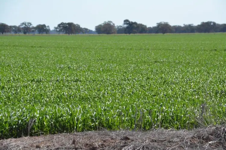 Seventh view of Homely rural property listing, 'Ascot' RMB 185 Hetherington Road, Deniliquin NSW 2710