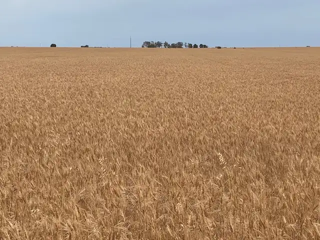 Main view of Homely rural property listing, 233 Port Parham Rd, Dublin SA 5501