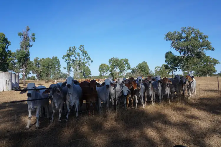Second view of Homely rural property listing, 79 AIRSTRIP ROAD, Nebo QLD 4742