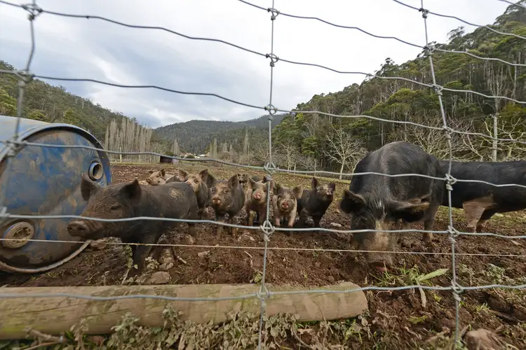 Sixth view of Homely land listing, 859 Lachlan Road, Lachlan TAS 7140