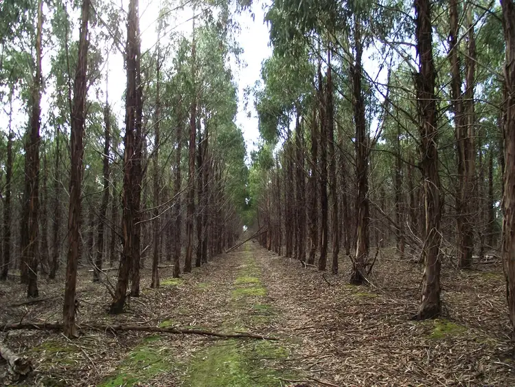 Second view of Homely rural property listing, . Dam Road, Saltwater River TAS 7186