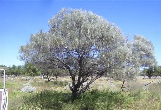 Main view of Homely rural property listing, 'Nerren Nerren' Station Lot 369 North West Coastal Hwy, Meadow WA 6532